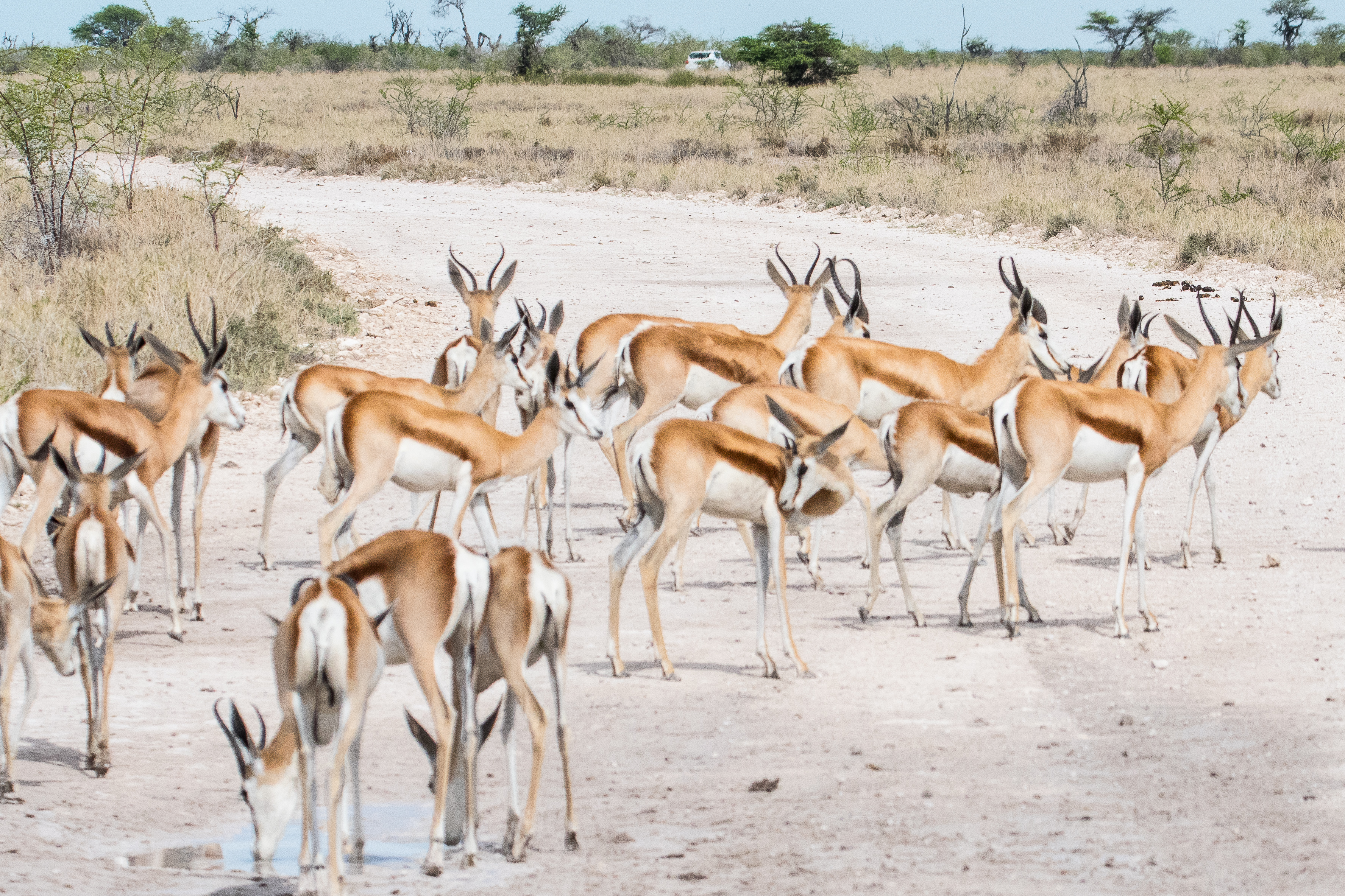 Springboks (Springbuck, Antidorcas marsupialis), adultes et juvéniles traversant une piste du Parc National d'Etosha, secteur Namutoni, Namibie